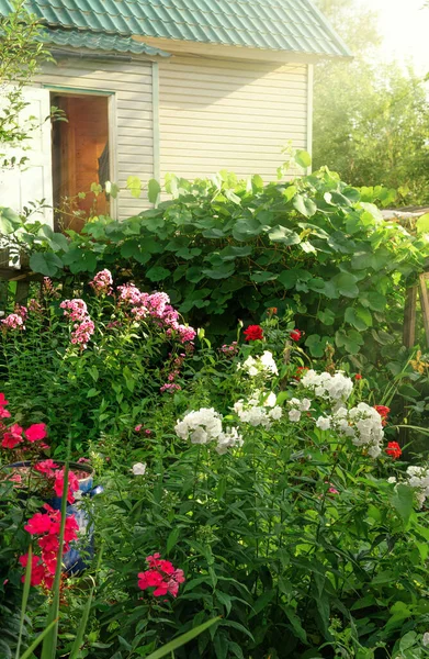 Yazın özel arazi. Ev yeşillik ve çiçeklerle çevrili. Bahçe evinin yanındaki çiçek tarhında. Güneş ışığı bitki örtüsünü aydınlatır. Yeşil alanları olan bakımlı bir kır evinde dinlen..