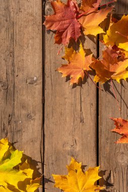 Akçaağaç yaprakları çitin yanında yatıyor. Tahta çitler, altın yapraklar. Sonbahar yapraklarının düşme mevsimi. Metin için alanı olan sonbahar arkaplanı. Sarı akçaağaç yaprakları tahta duvarın yanında. Parlak sonbahar yaprakları.