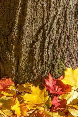Düşen sarı yapraklar ağacın yanında yatıyor. Metin yazmak için sonbahar arkaplanı. Ahşap dokusu ve sonbahar yaprakları. Ağaç kabuğunun arka planında bir sürü altın yaprak var. Mevsimlik ekran koruyucu.