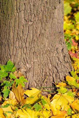 Düşen sarı yapraklar ağacın yanında yatıyor. Metin yazmak için sonbahar arkaplanı. Ahşap dokusu ve sonbahar yaprakları. Ağaç kabuğunun arka planında bir sürü altın yaprak var. Mevsimlik ekran koruyucu.