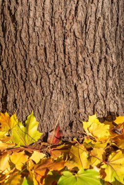 Düşen sarı yapraklar ağacın yanında yatıyor. Metin yazmak için sonbahar arkaplanı. Ahşap dokusu ve sonbahar yaprakları. Ağaç kabuğunun arka planında bir sürü altın yaprak var. Mevsimlik ekran koruyucu.