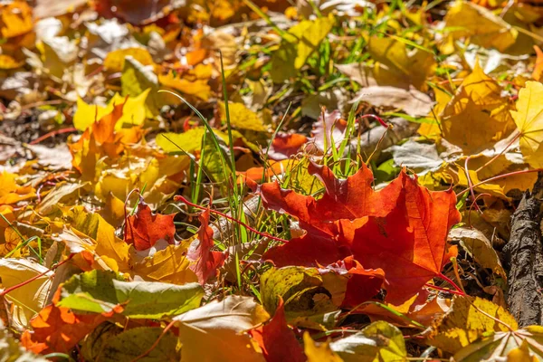 枯黄的叶子躺在绿草上 秋天的叶子和草的背景 树叶落落的季节 — 图库照片