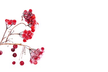 Donmuş böğürtlen ve beyaz karda kırmızı viburum dalları. Kış, Noel ve Mutlu Yıllar konsepti, kopya alanı, üst görünüm