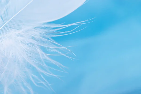 Close White Feather Blue Background Creative Background Copy Space Selective — Stock Photo, Image