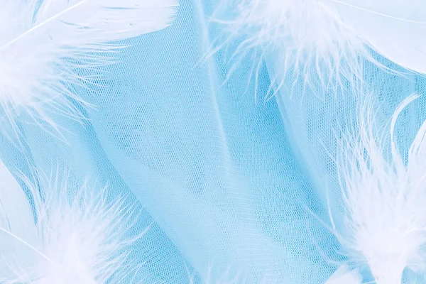 Soft, fluffy white feathers on pastel blue background. Minimalism style.  Stock Photo by ©anastasiafotoss 121467898