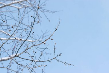 Kışın mavi gökyüzüne karla kaplı dallar. Doğal arkaplan. Boşluğu kopyala, seçici odak ve sığ alan derinliği.