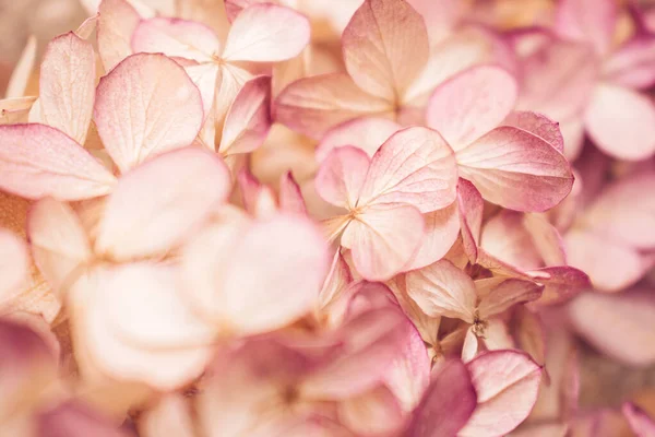 Szárított Rózsaszín Hortenzia Virágok Közel Virágos Háttér Szelektív Fókusz Sekély — Stock Fotó