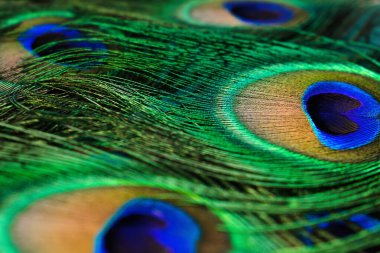 Renkli tavus kuşu tüylerinin yaratıcı arka planı. Yakın plan, seçici alan derinliği sığ..