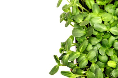 Beyaz arka planda bir tepside ayçiçeği mikroyeşili. Sağlıklı yeme, vegan konsepti. Ev bahçesi. Üst manzara, kopyalama alanı, seçici odaklanma..