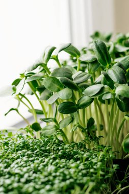Su teresi salatası ve cam kenarında bir tepside mikro yeşillikler. Sağlıklı beslenme, vegan konsepti. Ev bahçesi. Sığ alan derinliği olan seçici odaklanma, kopyalama alanı..