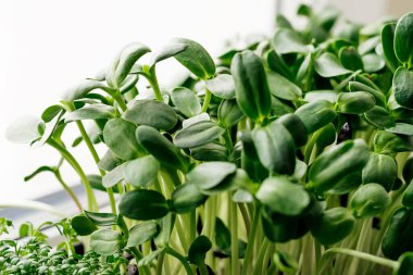 Ev penceresinin önündeki tepside ayçiçeği mikroyeşilliklerini kapat. Sağlıklı beslenme, vegan konsepti. Ev bahçesi. Sığ alan derinliği olan seçici odaklanma..