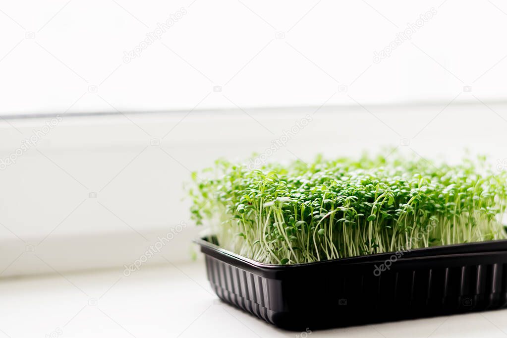 Watercress salad microgreens in a tray on the windowsill.The concept of healthy eating,vegan concept.Home gardening.Selective focus with shallow depth of field,copy space.