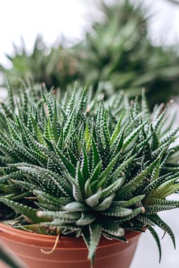 Pencere kenarında Haworthia. Ev bahçesi. Ev bitkileri ve kentsel orman konsepti. Biyofili tasarımı..