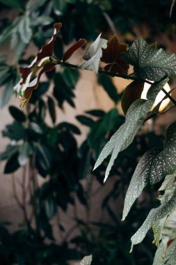 Begonya yaprakları iç mekanda yakın çekim. Ev bahçeleri. Ev bitkileri ve orman konsepti. Biyofilik tasarım..