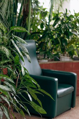 İçinde tropikal ve kapalı bitkiler bulunan bir seranın içi. Ev bahçesi, bitkiler ve orman kavramı. Biyofili tasarımı..