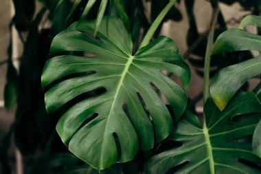 Monstera iç mekanda kalıyor. Ev bahçeleri. Ev bitkileri ve orman konsepti. Biyofilik tasarımlar..