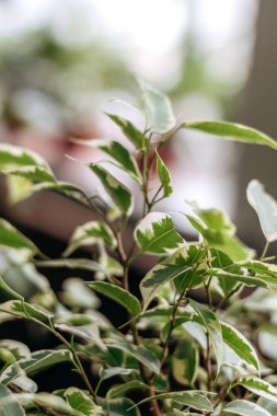 Ficus iç mekanda yakın plan terk eder. Ev bahçeleri. Ev bitkileri ve kentsel orman kavramı. Biyofilik tasarım..