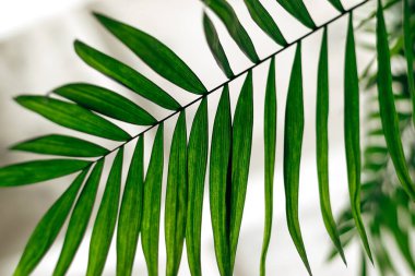 Beyaz arka planda yeşil palmiye yaprağı. Ev bahçesi. Ev bitkileri ve orman konsepti. Biyofilik tasarım..