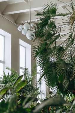Tropikal ve kapalı bahçeli bir seranın içi. Ev bitkileri ve orman konsepti. Biyofili tasarımı..