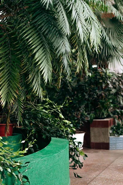 Fragment of the interior of a greenhouse with tropical and indoor plants.Home gardening.Houseplants and urban jungle concept.Biophilia design.Selective focus.