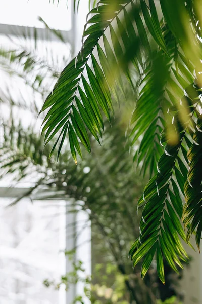 A fragment of the interior with potted indoor plants and palm trees.Outside the window is a snow-covered landscape.Home gardening.Houseplants and urban jungle concept.Biophilia design.Selective focus.