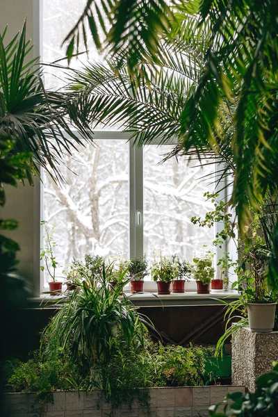 Sebuah Fragmen Interior Dengan Tanaman Dalam Ruangan Pot Dan Pohon — Stok Foto