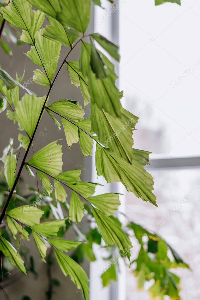 Leaves of Fishtail Palm close up in home interior on the background of the window.Home gardening.Houseplants and urban jungle concept.Biophilic design.Selective focus with shallow depth of field.