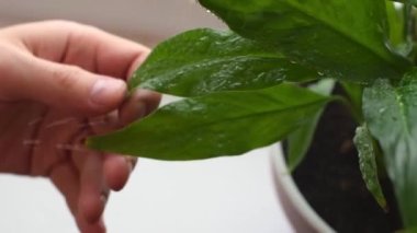 Ev penceresinin kenarına spathiphyllum yaprakları püskürten ellerin yakın çekimi. Evde bahçıvanlık ve kapalı alandaki bitkilerin bakımı. Şehir ormanı, biyofili kavramı. Düşük hareket..