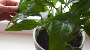 Ev penceresinin üzerine spathiphyllum yaprakları püskürten ellerin yakın çekimi. Ev bahçeleri ve ev bitkilerinin bakımı kavramı. Şehir ormanı, biyofili kavramı..