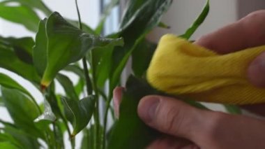 Pencerenin kenarındaki ıslak spathiphyllum yapraklarını sarı peçeteyle silen ellerin yakın çekimi. Evde bahçıvanlık ve kapalı alandaki bitkilerin bakımı. Şehir ormanı, biyofili kavramı. Düşük hareket..