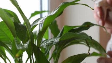 Ev penceresine spathiphyllum yaprakları püskürten ellerin yakın çekimi. Ev bahçeleri ve ev bitkilerinin bakımı kavramı. Şehir ormanı, biyofili kavramı..