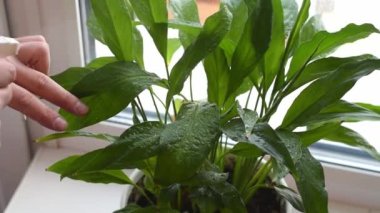 Ev penceresinin kenarına spathiphyllum yaprakları püskürten ellerin yakın çekimi. Evde bahçıvanlık ve kapalı alandaki bitkilerin bakımı. Şehir ormanı, biyofili konsepti..