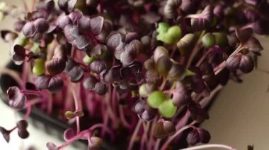 Mor yapraklı turplu mikroçerezler. Hareketsiz. Sağlıklı beslenme, vejetaryen konsepti..