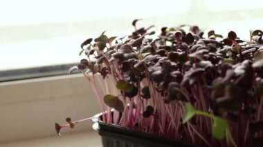Bir ev penceresinin üzerinde turp mikro yeşilliği yakın plan. Sprey silahtan çıkan suyla lahanalara dua etmek. Sağlıklı beslenme, vegan konsepti..