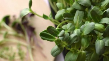 Bir sürü taze kesilmiş turp sango, ayçiçeği ve su teresi salatası. Üst manzara, yavaş çekim, yakın çekim. Sağlıklı beslenme kavramı, vejetaryen kavramı..