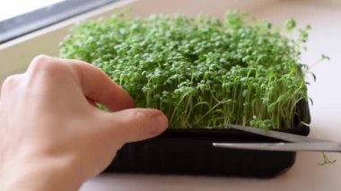 Su teresi salatası mikro yeşillikleri evde yetişiyor. Eller yakın çekim, yavaş hareket. Sağlıklı beslenme kavramı, vegan kavramı..