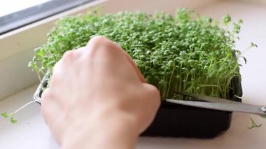 Su teresi salatası mikro yeşillikleri evde yetişiyor. Eller yakın çekim, yavaş hareket. Sağlıklı beslenme kavramı, vegan kavramı..