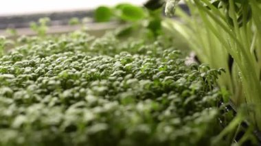 Su teresi salatası ve ayçiçeği mikro yeşillikleri bir ev penceresinin üzerinde. Sprey silahtan çıkan suyla lahanalara dua etmek. Sağlıklı beslenme, vegan kavramı..