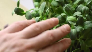 Ayçiçeği mikroçeperleri yakından. Eller yapraklara dokunur. Hareketsiz. Sağlıklı beslenme kavramı, vejetaryen kavramı..