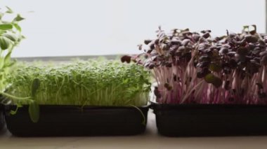 Turp sango, ayçiçeği ve su teresi salatası ev vitrininde bir tepside yetişir. Sağlıklı beslenme, vegan konsepti. Ev bahçesi..