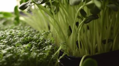 Ev vitrininde bir tepside yetişen mikroçicek ve su teresi salatası. Bitkilerin üzerine su damlaları. Sağlıklı beslenme, vegan kavramı..