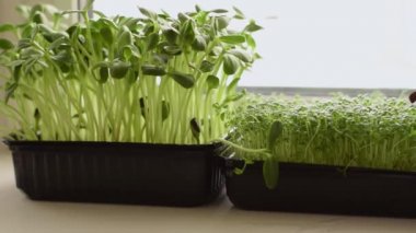 Turp sango, ayçiçeği ve su teresi salatası ev vitrininde bir tepside yetişir. Sağlıklı beslenme, vegan konsepti. Ev bahçesi..