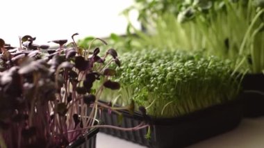 Turp sango, ayçiçeği ve su teresi salatası ev vitrininde bir tepside yetişir. Sağlıklı beslenme, vegan konsepti. Ev bahçesi..