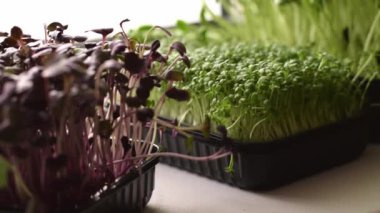 Turp sango, ayçiçeği ve su teresi salatası ev vitrininde bir tepside yetişir. Sağlıklı beslenme, vegan konsepti. Ev bahçesi..