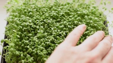 Su teresi salatası mikroyeşillikleri yakın çekim hareketi. Sağlıklı beslenme konsepti, vegan konsepti. Ev bahçesi..