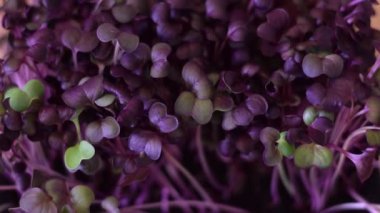 Mor yapraklı turplu mikroçerezler. Hareketsiz. Sağlıklı beslenme, vejetaryen konsepti..