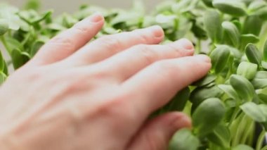 Ayçiçeği mikroçeperleri yakın çekim hareketi. Sağlıklı beslenme konsepti, vegan konsepti. Ev bahçesi..