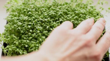 Su teresi salatası mikroyeşillikleri yakın çekim hareketi. Sağlıklı beslenme konsepti, vegan konsepti. Ev bahçesi..
