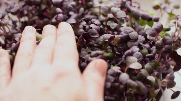 Rábano Sango Microgreens Con Hojas Púrpura Close Moción Lenta Concepto — Vídeos de Stock