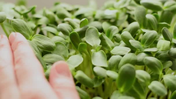 Sunflower Microgreens Close Pomalý Pohybu Koncept Zdravého Stravování Vegan Koncepce — Stock video